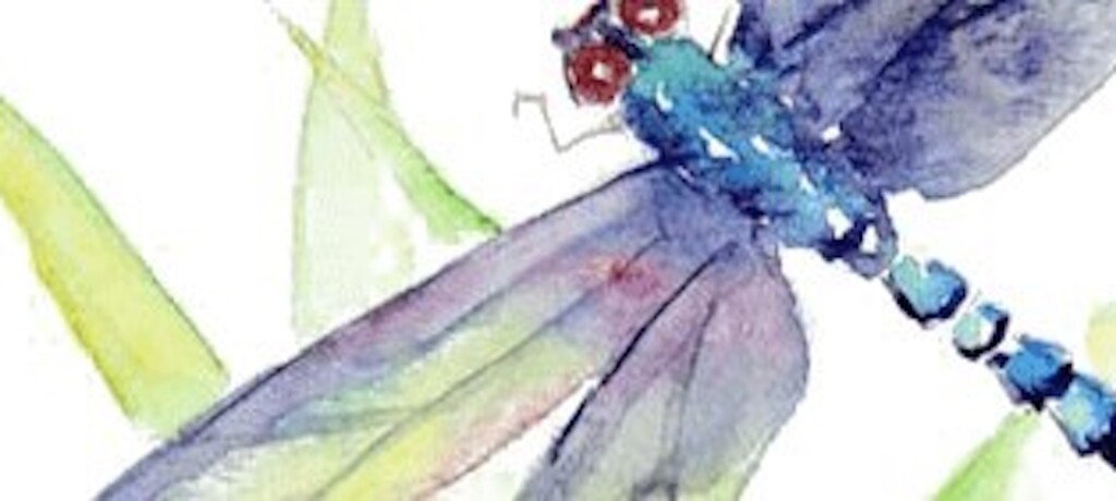 A beautiful watercolour painting of a dragonfly.