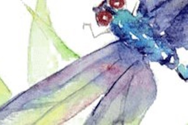 A beautiful watercolour painting of a dragonfly.
