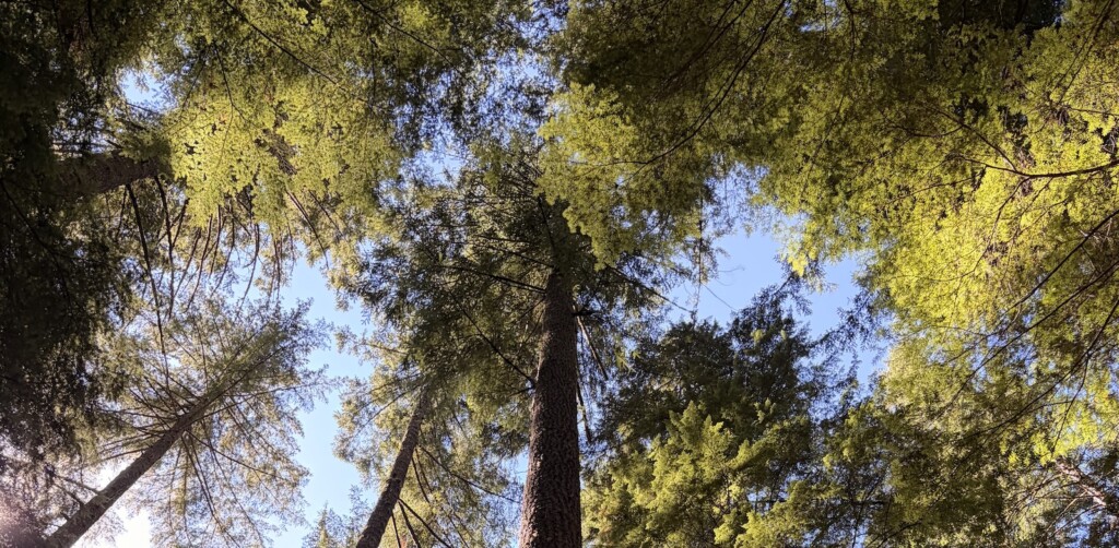 The photo depicts a cluster of large trees reaching skyward.