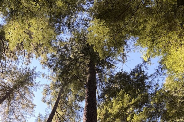 The photo depicts a cluster of large trees reaching skyward.