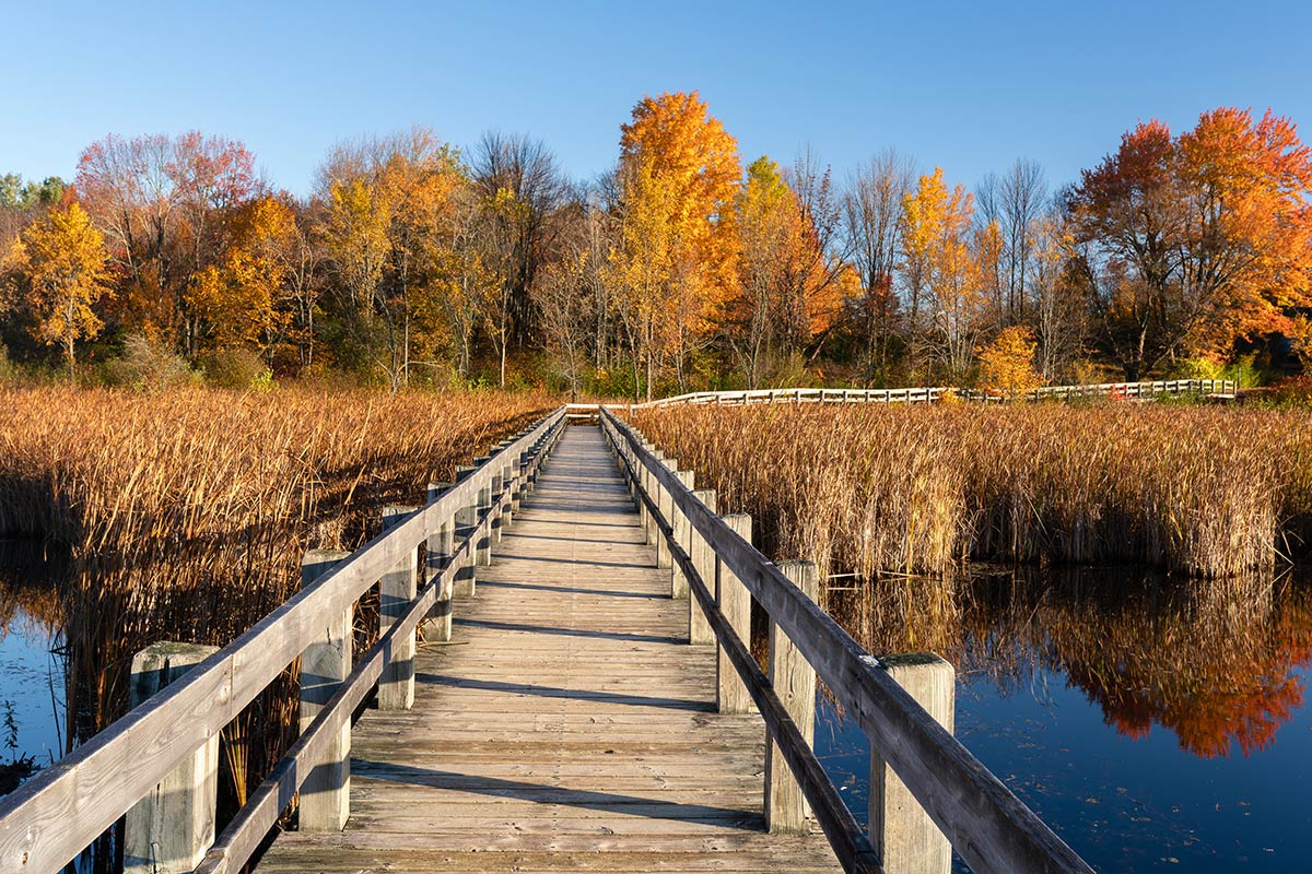 A boardwalk over a lake, surrounded by trees.
