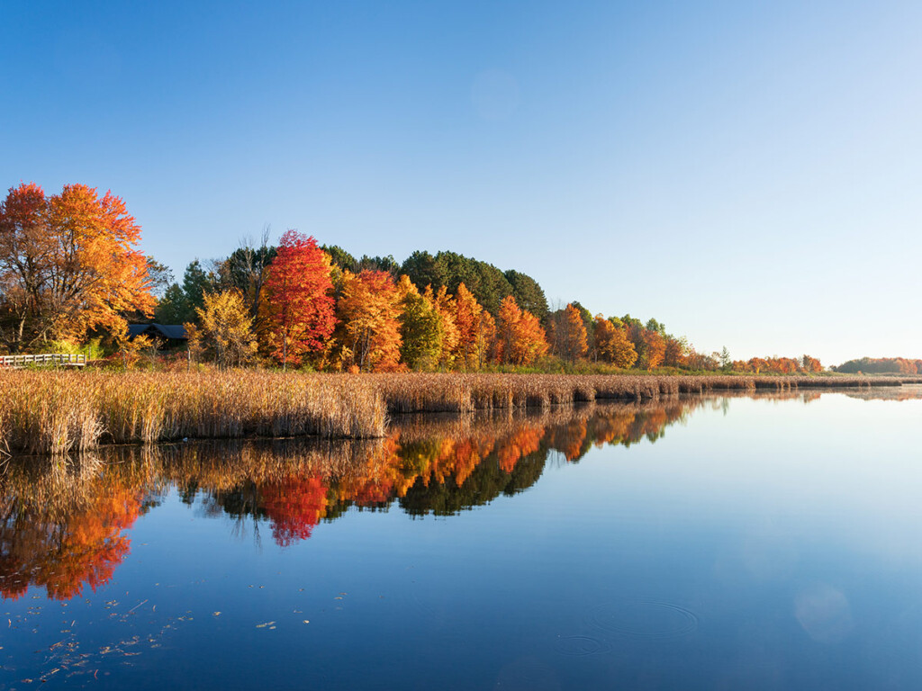 Trees and a lake can be seen at the Mer Bleue Bog in Ottawa