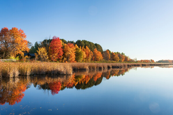 Trees and a lake can be seen at the Mer Bleue Bog in Ottawa