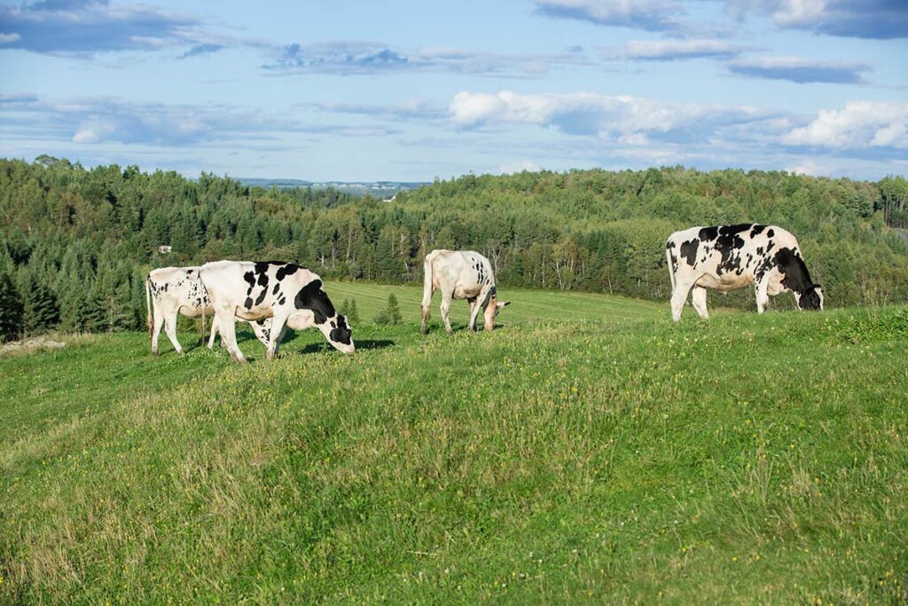 Four cows grazing on green grass with a large amount of trees visible in the distance.