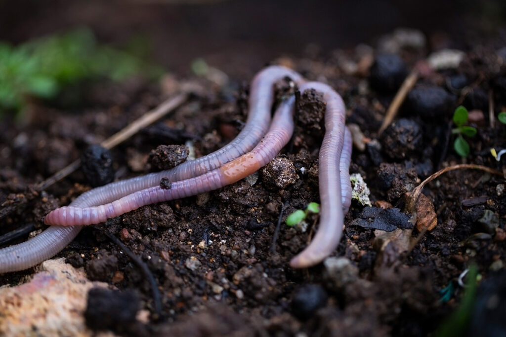 Worms on soil.