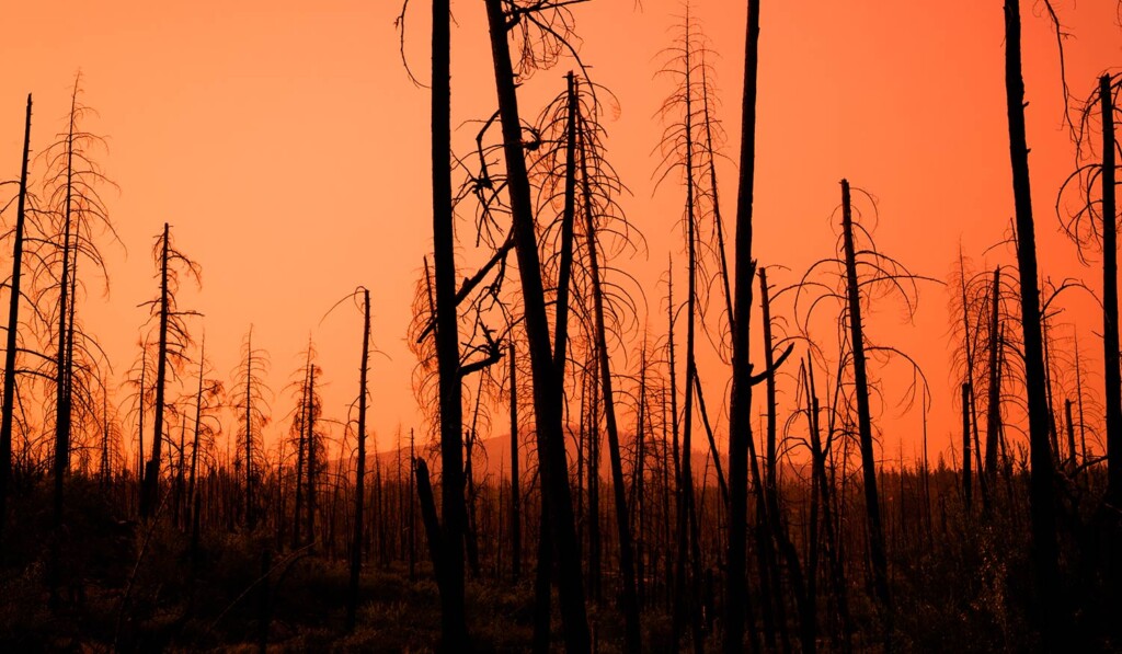 Burned forest landscape at sunset showing the aftermath of wildfires.