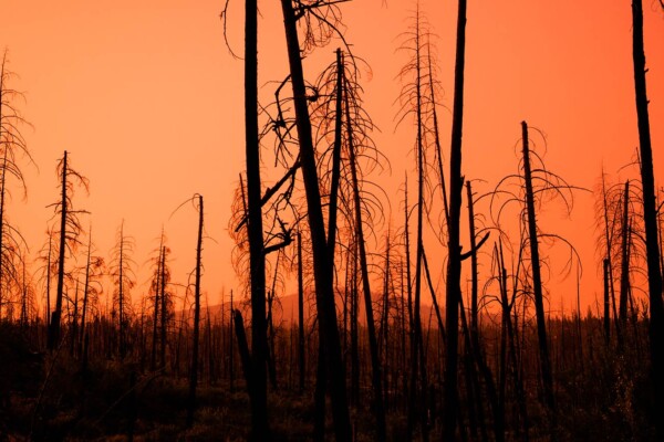 Burned forest landscape at sunset showing the aftermath of wildfires.