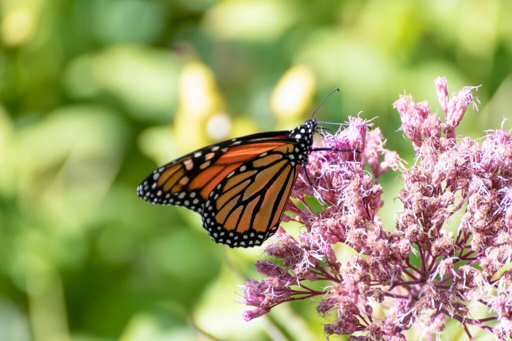 A butterfly on a flower.