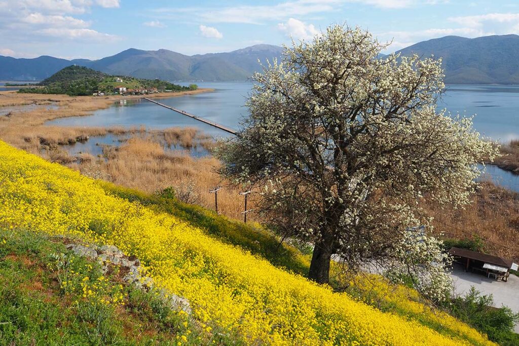 A tree sits on the bank of a small lake surrounded by small mountains.
