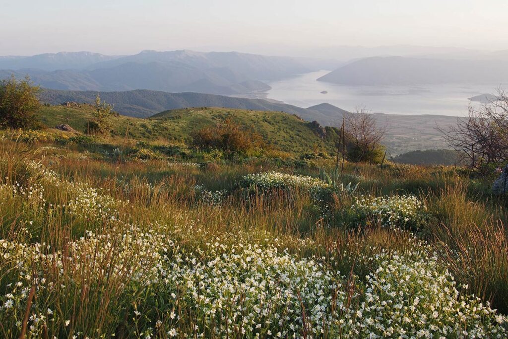 Various plants on a large hill leading down to a small lake.