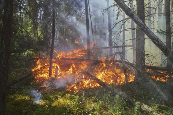 A forest fire.