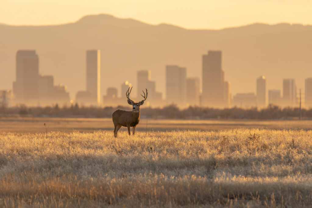 Mule deer standing in a field with the Denver skyline in the background, illustrating urban wildlife and cities.