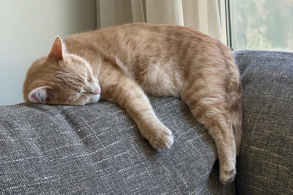 An orange cat sleeps on the back of a couch.