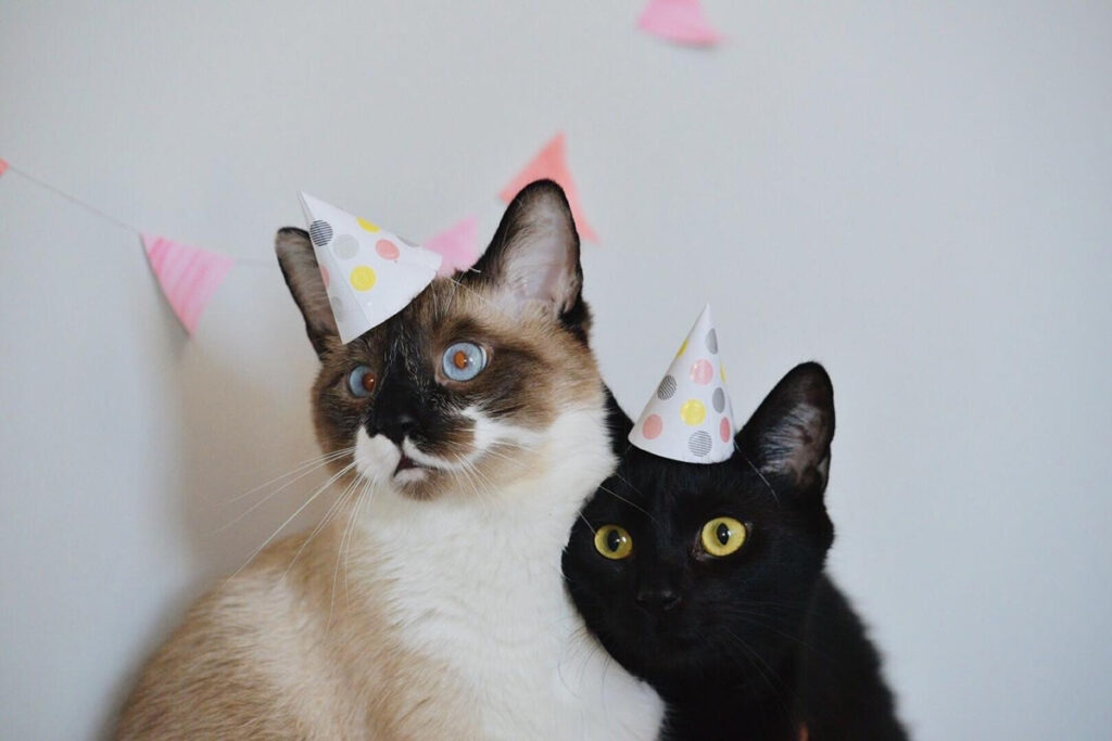 Two cats wearing birthday hats.