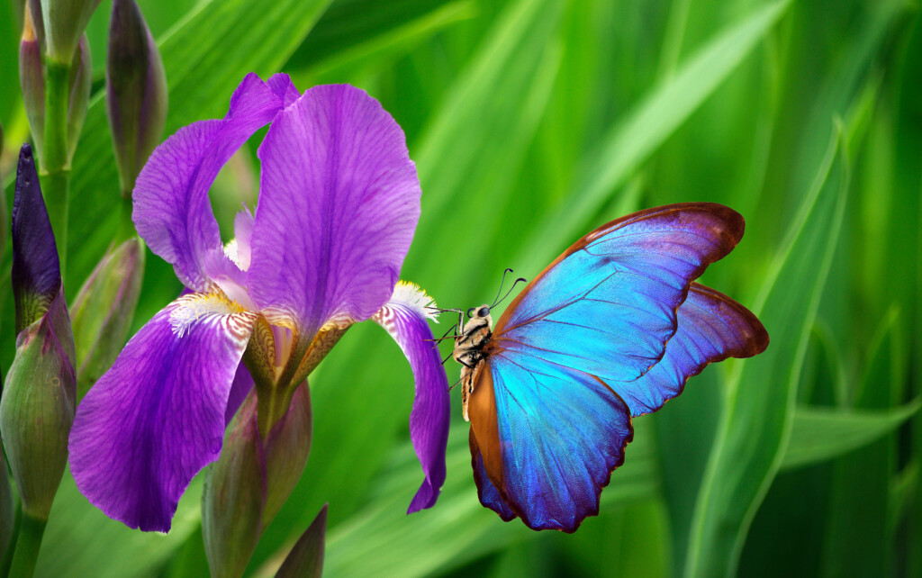 Colourful blue morpho butterfly on an iris flower.