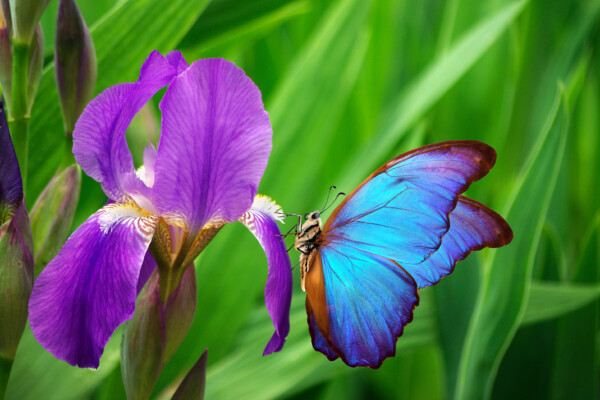 Colourful blue morpho butterfly on an iris flower.