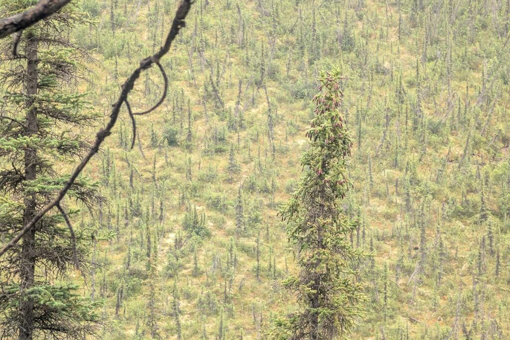 Yukon peatlands at risk from peatland fires and climate change.