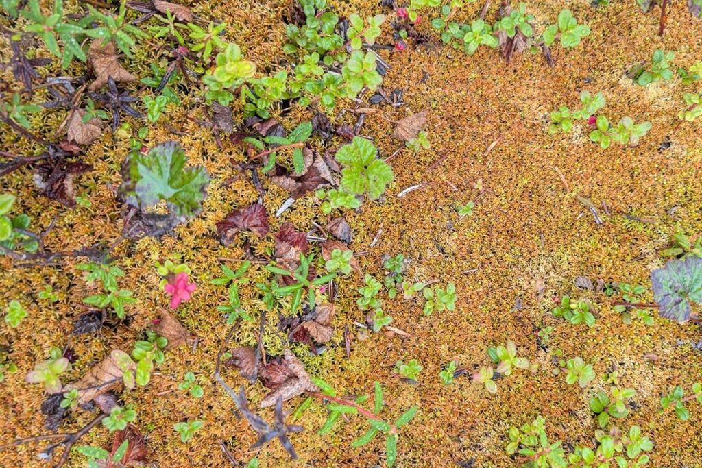 Moss and vegetation growing in a Yukon peatland ecosystem.