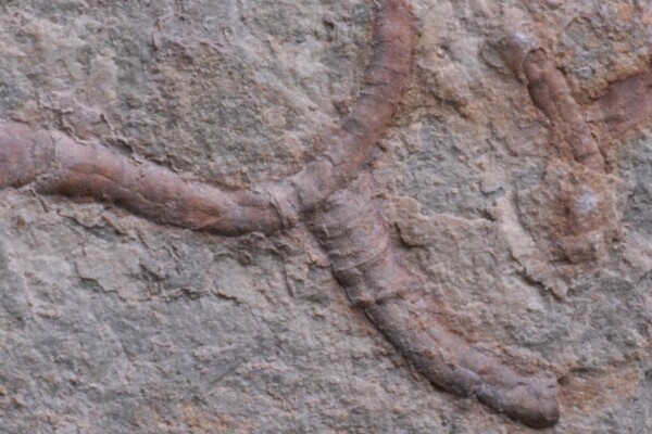 Conotubus fossil revealing evidence of ancient animal microbe partnerships.