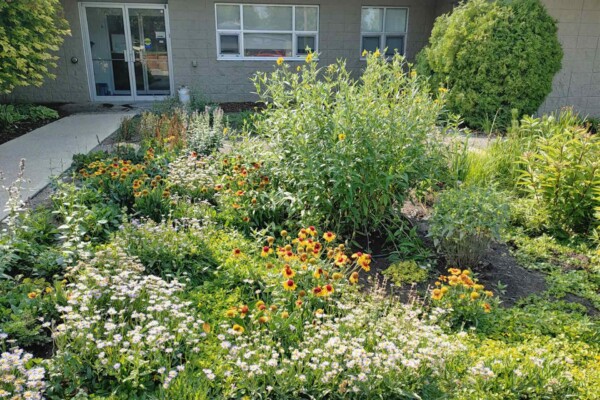 A rain garden in front of a Calgary, Alberta home.