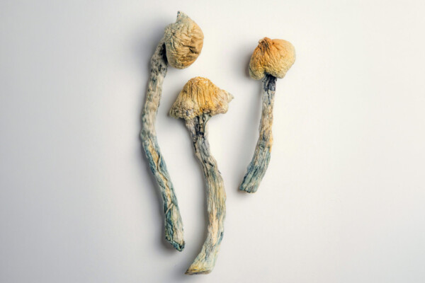 Three psilocybin mushrooms.