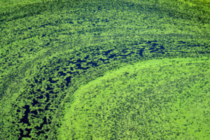 A bloom of algae in a body of water.