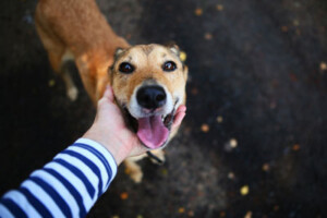 A person's hand pets the chin of a smiling dog standing on a sidewalk.