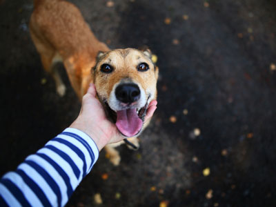 A person's hand pets the chin of a smiling dog standing on a sidewalk.