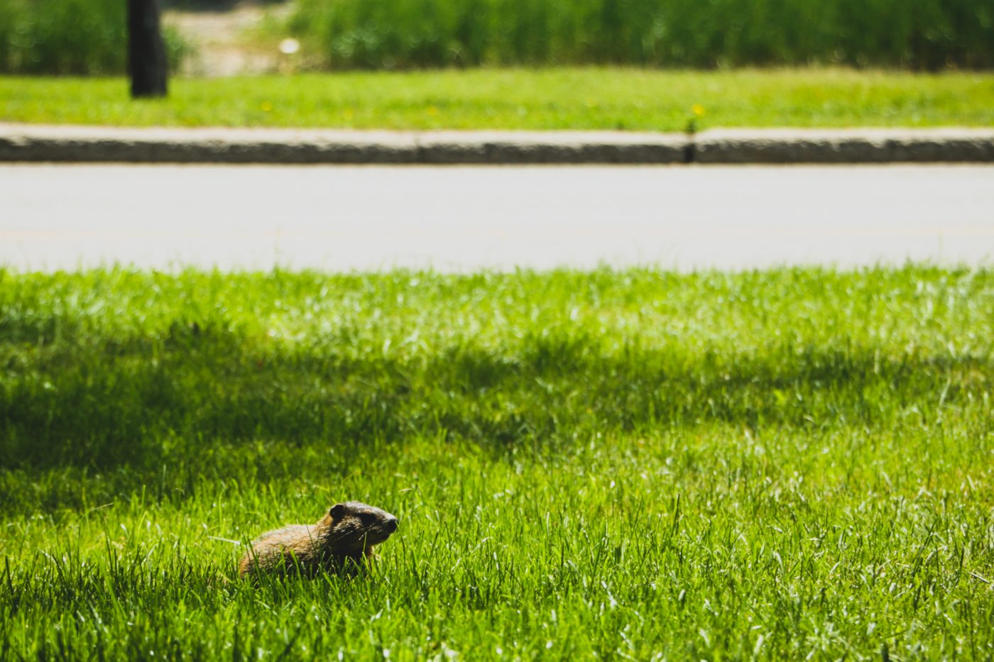 Groundhog sits in the grass in Alumni Park at Carleton.