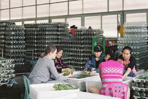 Five women work in a factory, they are sitting down and sorting products from a bin.