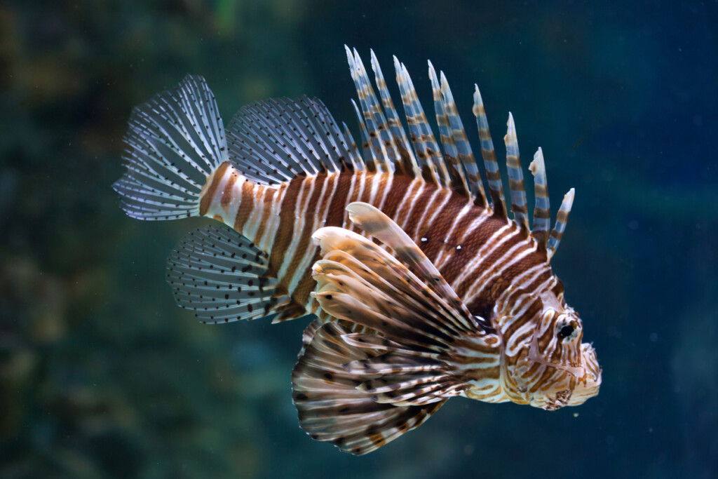 A Red lionfish swims in water.