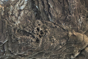 A rock shows indents from a fossil in Nova Scotia.