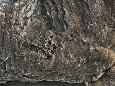 A rock shows indents from a fossil in Nova Scotia.