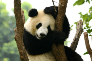 A panda bear sits in a tree.