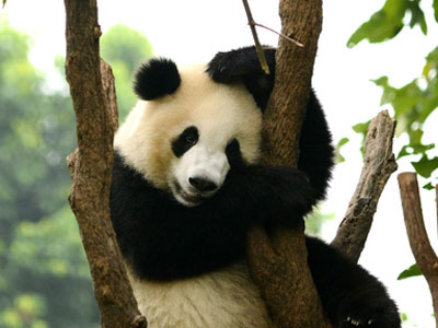 A panda bear sits in a tree.