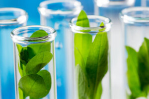 Leaves of green plants grow upwards in glass test tubes.