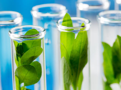 Leaves of green plants grow upwards in glass test tubes.