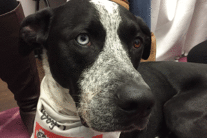 A photo of Blue, Carleton's therapy dog.