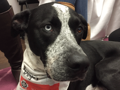 A photo of Blue, Carleton's therapy dog.