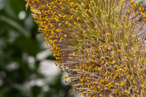 A rare agave bloom is pictured.