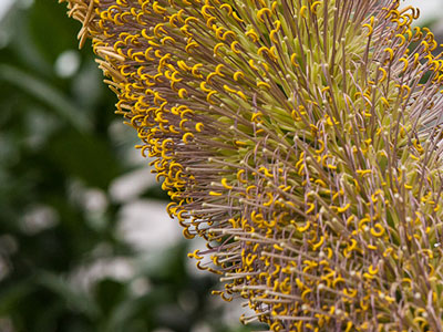 A rare agave bloom is pictured.