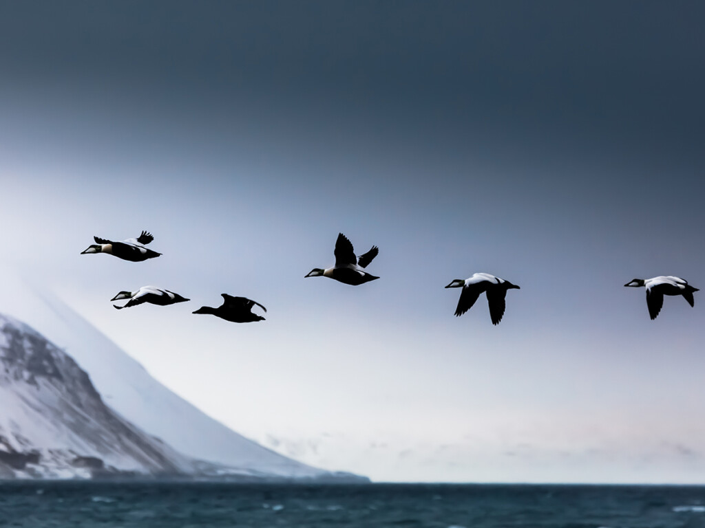 Avian cholera is a highly contagious disease that has produced rapid population loss in Northern common eiders. (Shutterstock)