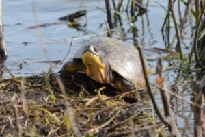 Blanding's Turtles, endangered species in swamp near Point Pelee, Ontario