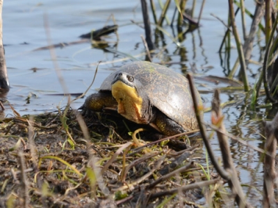 Blanding's Turtles, endangered species in swamp near Point Pelee, Ontario