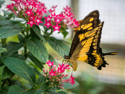 A yellow and black butterfly in a greenhouse.