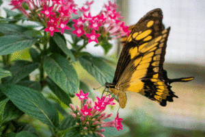 close up image of a butterfly landing on flowers
