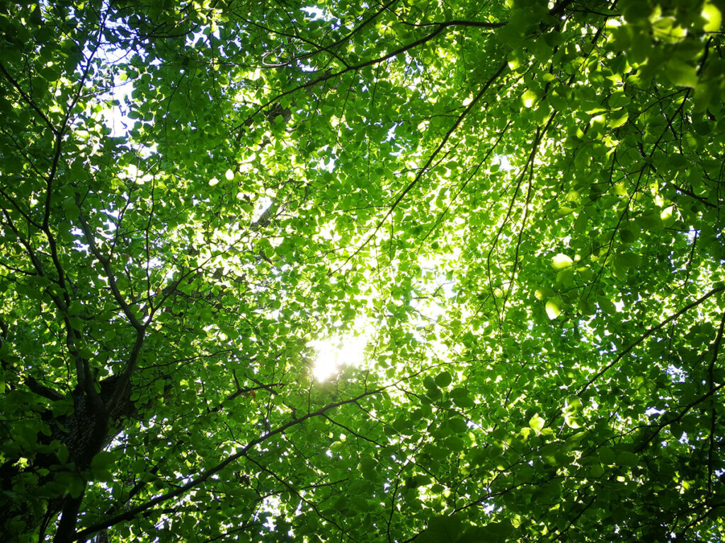 Carleton University Sustainability Efforts Recognized with Carbon 613 Award