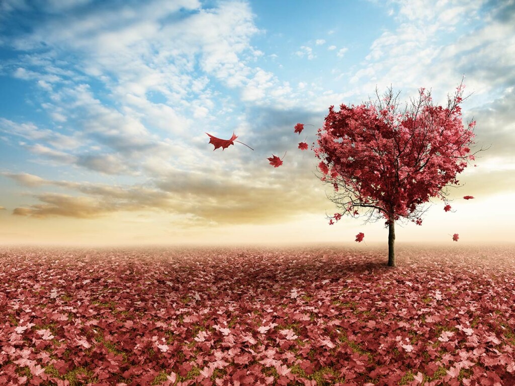 The leaves of a maple tree form a heart shape.