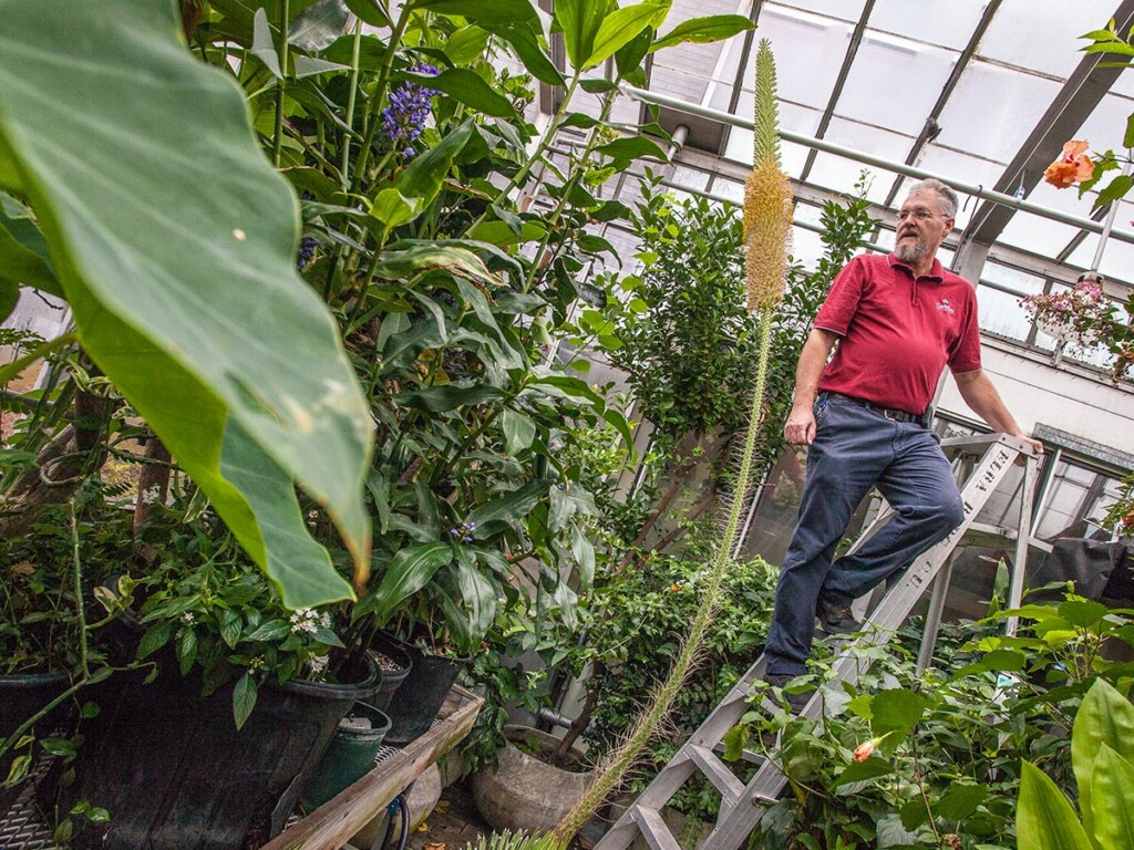 Agave - Colossal Carleton Blossom Astounds Biologists