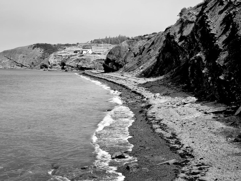 310 million-year-old tree fossils to reveal new ancient animals